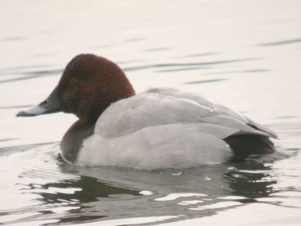 Common Pochard