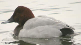 Common Pochard