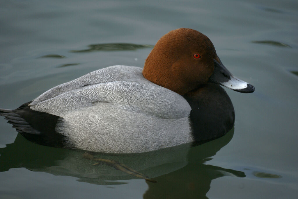 Common Pochard