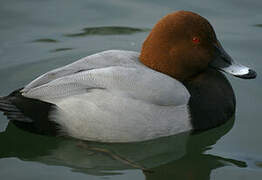 Common Pochard