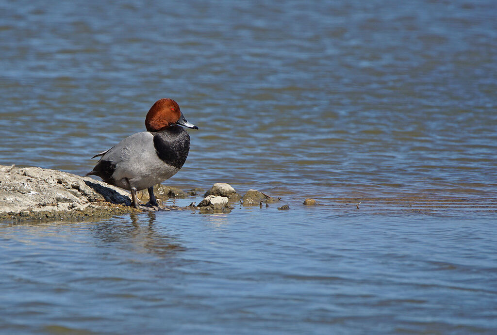 Common Pochard