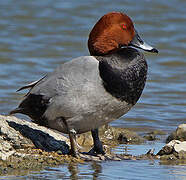 Common Pochard