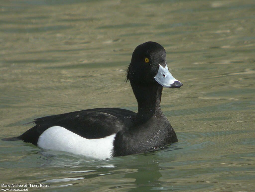 Fuligule morillon mâle adulte nuptial, portrait