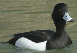 Tufted Duck