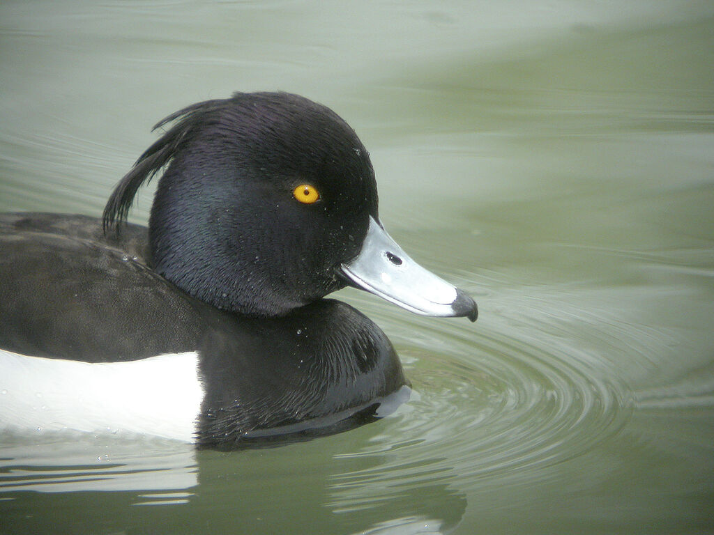 Tufted Duck