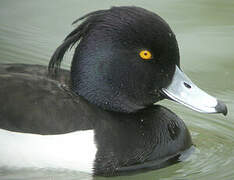 Tufted Duck