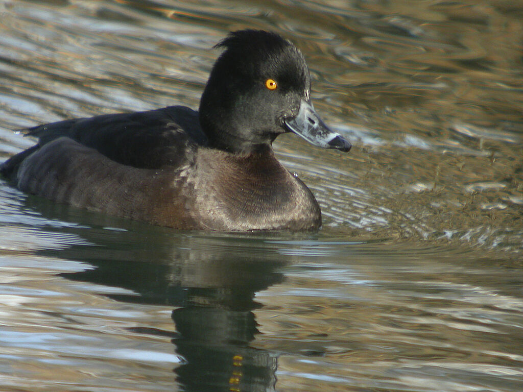 Tufted Duck