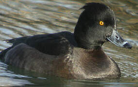 Tufted Duck