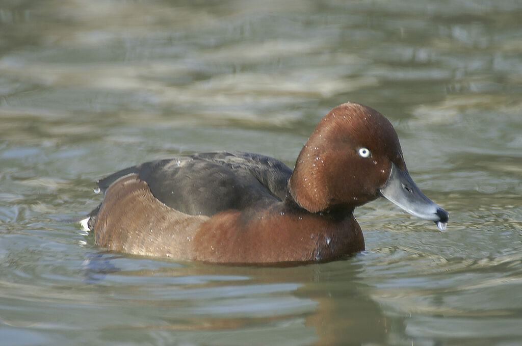 Ferruginous Duck