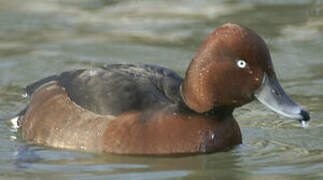 Ferruginous Duck