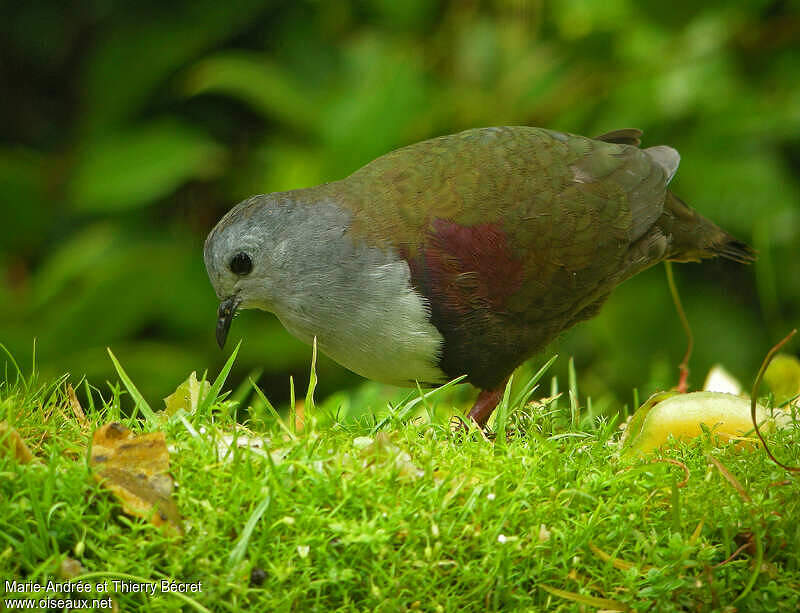 Bronze Ground Dove Pampusana beccarii thbe173039
