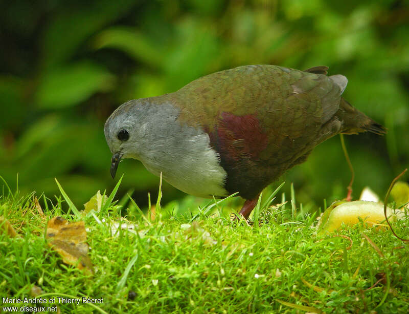 Bronze Ground Dove