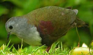 Bronze Ground Dove