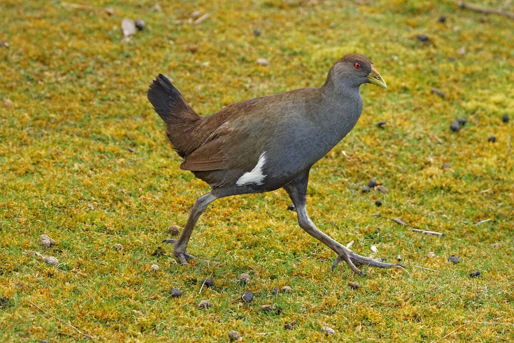 Tasmanian Nativehen