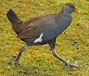 Gallinule de Tasmanie