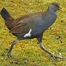 Gallinule de Tasmanie