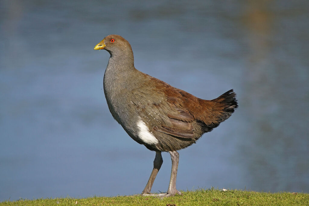 Gallinule de Tasmanie