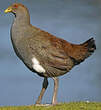 Gallinule de Tasmanie