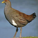 Gallinule de Tasmanie