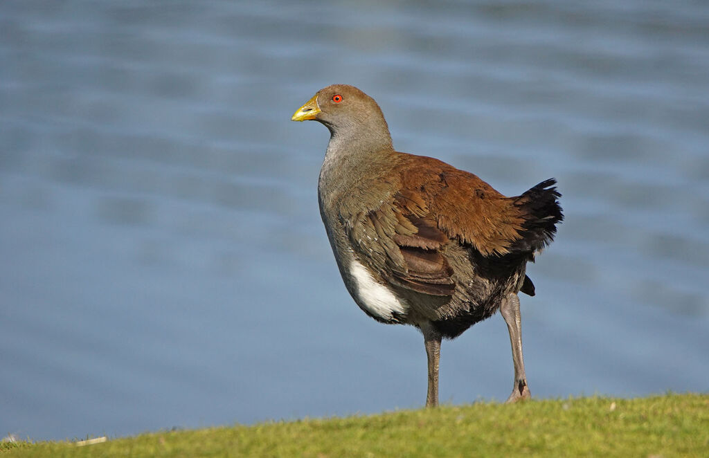 Gallinule de Tasmanie