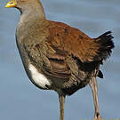 Gallinule de Tasmanie