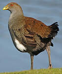 Gallinule de Tasmanie