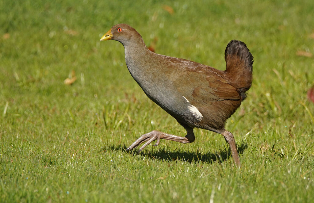 Gallinule de Tasmanie