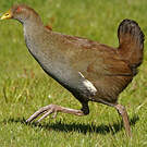 Gallinule de Tasmanie