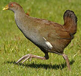 Gallinule de Tasmanie