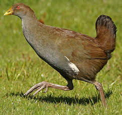 Gallinule de Tasmanie