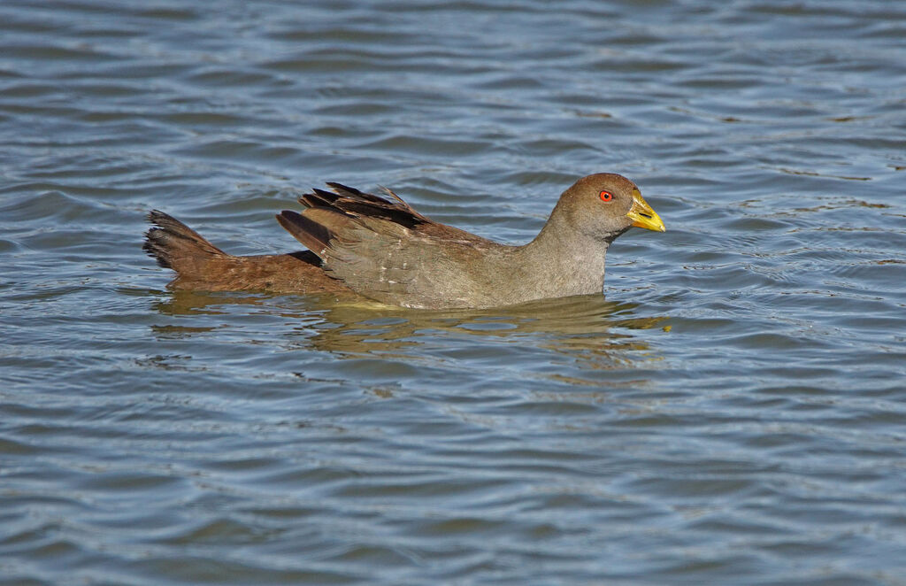 Gallinule de Tasmanie