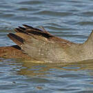 Gallinule de Tasmanie