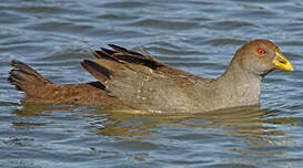 Gallinule de Tasmanie