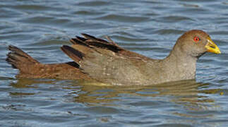 Tasmanian Nativehen