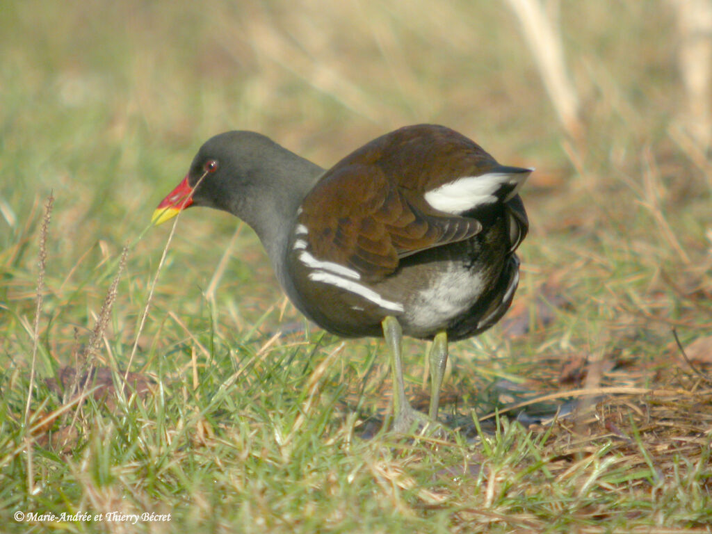 Gallinule poule-d'eau