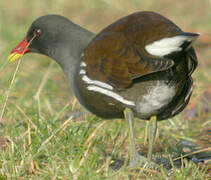 Gallinule poule-d'eau