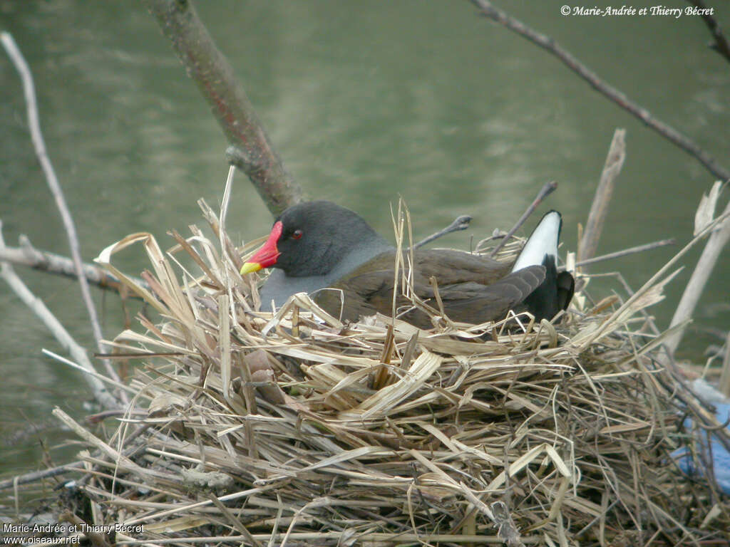 Gallinule poule-d'eauadulte, Nidification