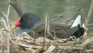 Gallinule poule-d'eau