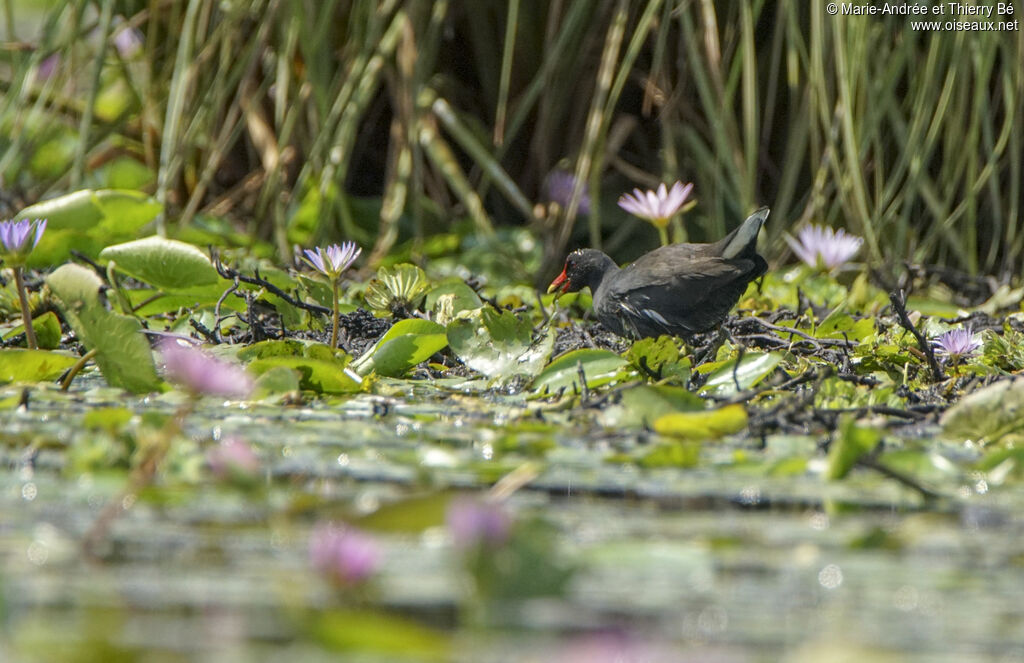 Common Moorhen