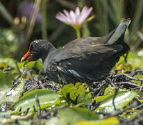 Common Moorhen