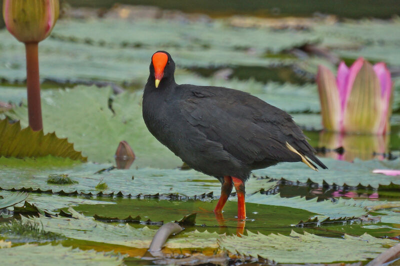 Gallinule sombre