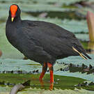 Gallinule sombre