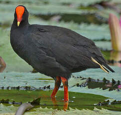 Gallinule sombre