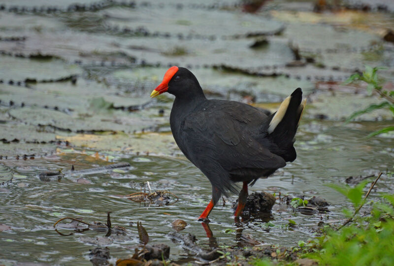 Gallinule sombre