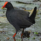Gallinule sombre
