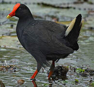 Gallinule sombre