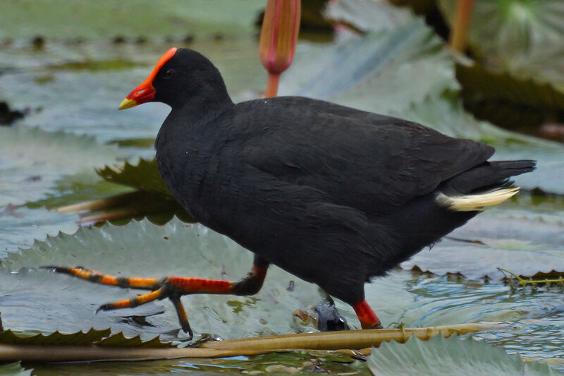 Gallinule sombre