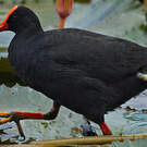 Gallinule sombre