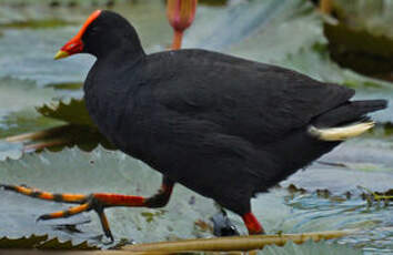 Gallinule sombre