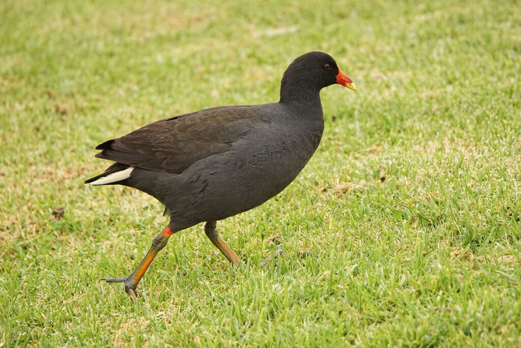 Gallinule sombre